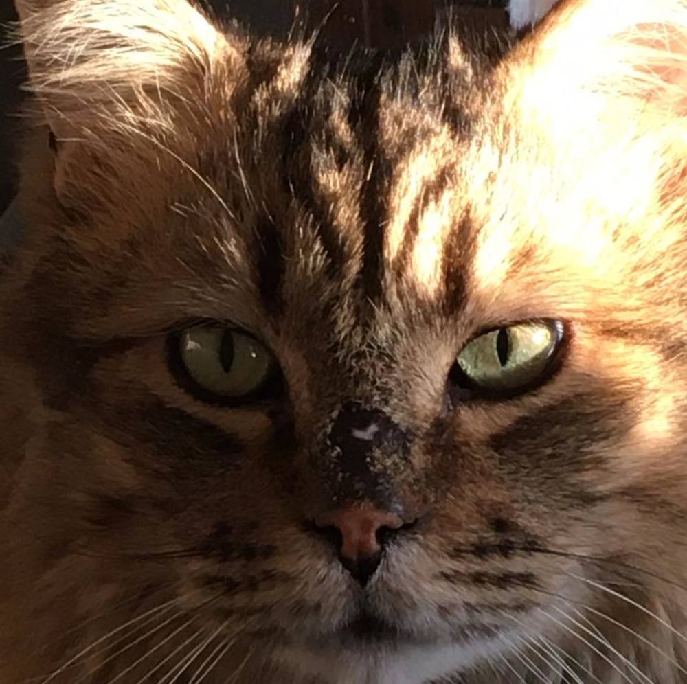 Meet your Posher, Allie